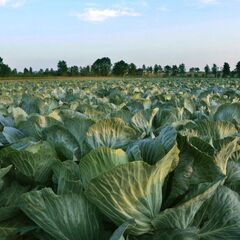 【応募締切】★組み合わせで稼ぐver.6★ 野菜配送 + 野菜集荷　"車持ってない方向け"の画像