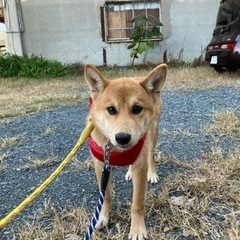 岡山市保健所★柴犬風雑種！巻きシッポが可愛いです！