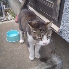 ブサカワ猫
