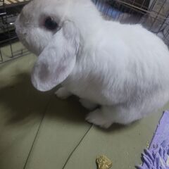 ロップイヤーラビット  オス フロスティ