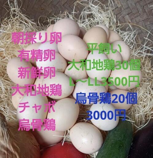 大和地鶏　烏骨鶏　チャボ