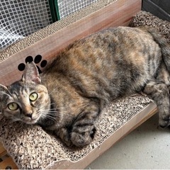 さくらねこを探しています