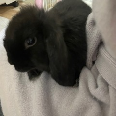 赤ちゃんうさぎ 3ヶ月 子うさぎ ロップイヤーラビット