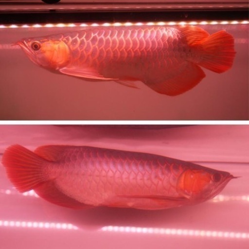 アロワナライト