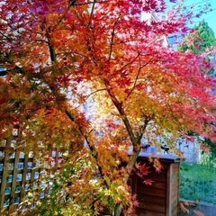 イロハモミジ（伊呂波紅葉）1本が欲しくて譲りたい方は譲ってくださ...