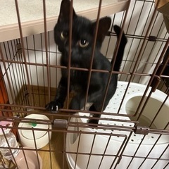 黒猫　ヤマト君です！