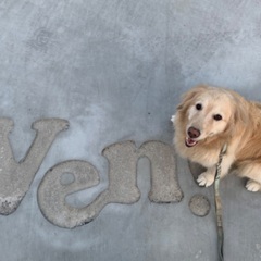 ✳︎キッチンスタッフ募集中✳︎湘南国際村にあるドッグラン付きのカフェ、Ven!kitchen&doggardenですの画像