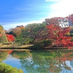 六義園に行きませんか🚶‍♀️🚶🏻‍♂️🍁？ - 文京区