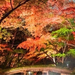 六義園に行きませんか🚶‍♀️🚶🏻‍♂️🍁？ - 友達