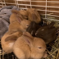 全て里親決定✨　どうもありがとうございました🐰✨