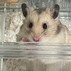 【受付停止中】ゴールデンハムスター