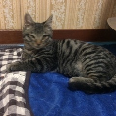多頭の現場から保護されました1️⃣