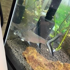 シルバーシャーク 