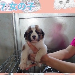 ⑦家族になってください