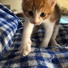 茶トラ♂ − 秋田県