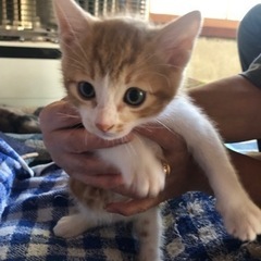 茶トラ♂ - 男鹿市