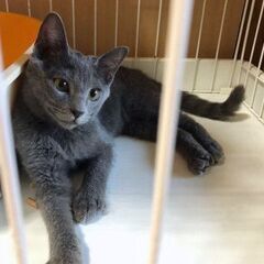 甘えん坊の子猫★グレーのルリルリ