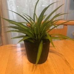 観葉植物