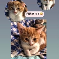 茶トラ♂ - 里親募集