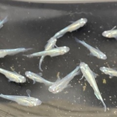 めだかまとめて売ります。