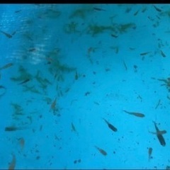 めだかまとめて売ります。の画像