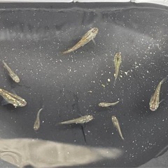 めだかまとめて売ります。の画像