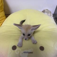 フェネックとの配信を一緒に盛り上げてくれる方、募集✨