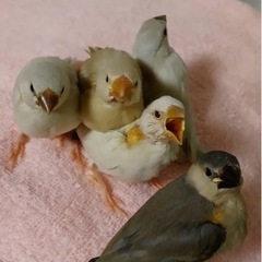 文鳥、セキセイインコのヒナの挿し餌お願いします！