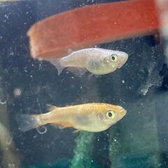 【障がい者雇用】メダカの飼育、育成に挑戦【就労継続支援B型事業所】