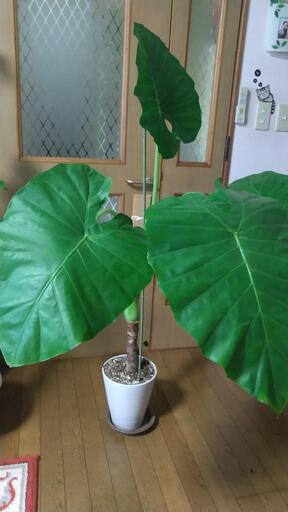 観葉植物　【クワズイモ】インテリアグリーン