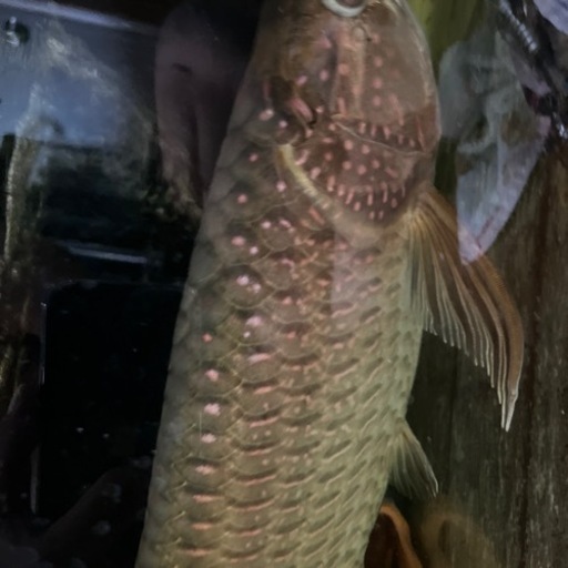 ノーザンバラムンディ
