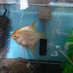 熱帯魚　淡水　エンゼルフィッシュ　水槽ごと