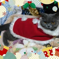動物用の着ぐるみ🎵(クリスマスver☆)