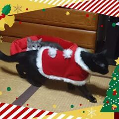 動物用の着ぐるみ🎵(クリスマスver☆)の画像