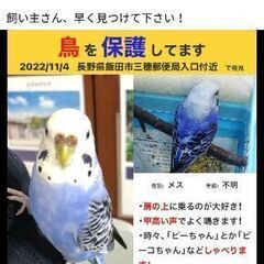 長野で水色♀セキセイインコ保護されています