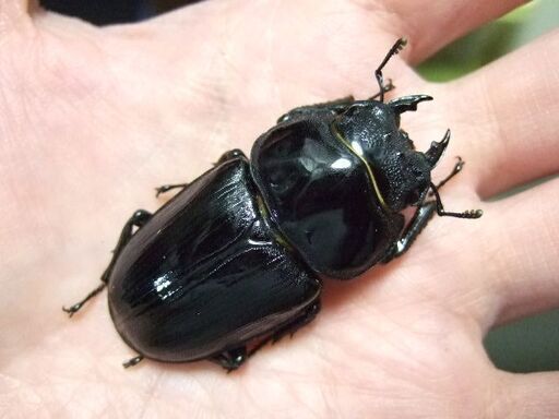 大型血統！能勢産オオクワガタ ♀53ミリ