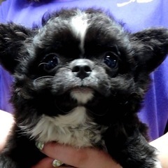 わんちゃんのお世話の画像