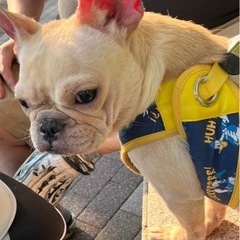 フレンチブルドッグ メス 3歳