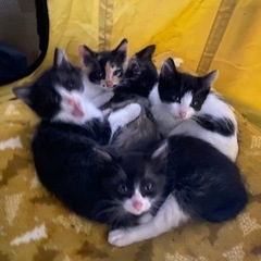 子猫　里親募集