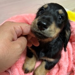 😊R4年10月2日産まれミニチュアダックス男の子♥️子犬夏休み🌻...