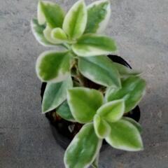 ベビーサンローズ錦🌹②の画像