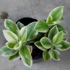 ベビーサンローズ錦🌹②の画像