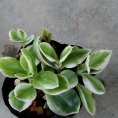 ベビーサンローズ錦🌹②の画像