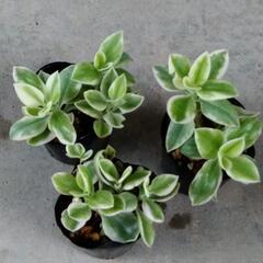 ベビーサンローズ錦🌹②の画像