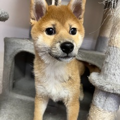 柴犬女の子里親募集中
