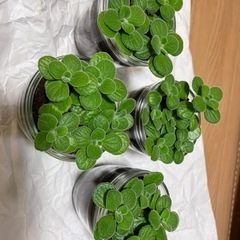 アロマティカス
