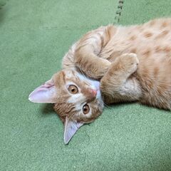 4ヶ月程の茶トラ♀（まいちゃん）