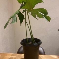 【観葉植物】モンステラ　デリシオーサ　３本立ち　５号