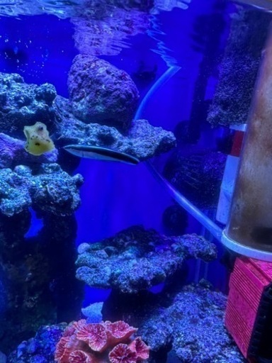 ホンソメワケベラ 幼魚 約6cm