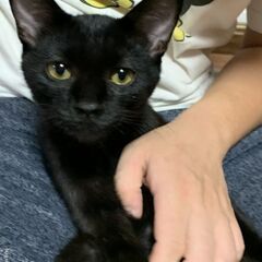 甘えん坊な黒猫くん(6カ月)の里親になっていただけませんか！？